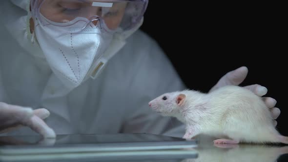 Scientist Watching Rat Reaction After Experiment, Filling Data in Online Report alt