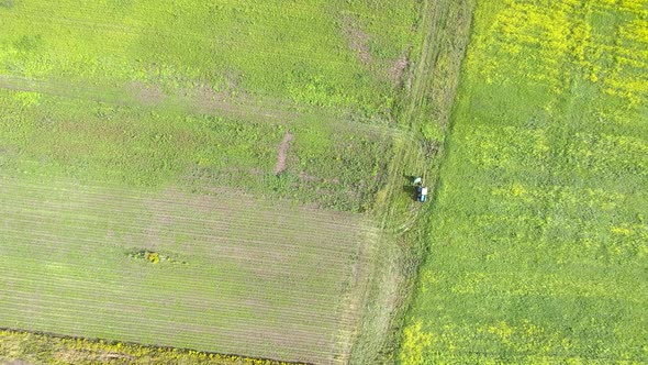 The Tractor Produces the Harvest on the Mustard Field. Yellow Flowers Greenfield