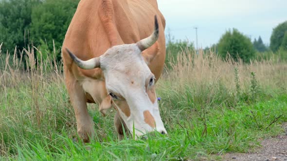 A Beige Horned Cow is Eating Grass on the Side of the Road