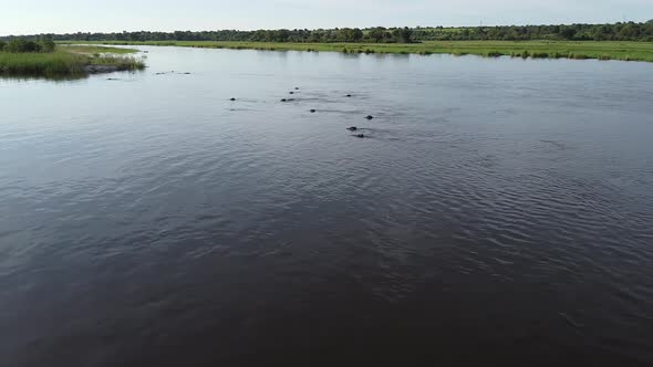 Aerial footage of a beautiful river in Namibia, full of hippos swimming alt