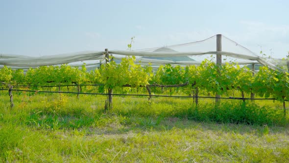 Green Hills Sprout Behind the Cultivation of Vineyards alt