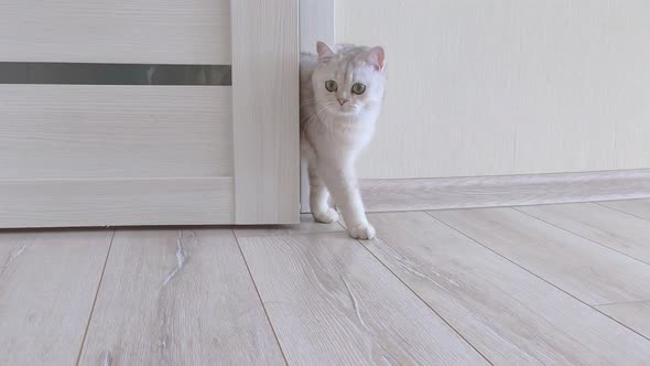 A Playful White British Cat Peeks Out From Behind a White Door and Runs Inside