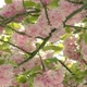 Starting with a Lens Flare you drift through Lush Cherry Blossoms at a Hazy Summer Day - VideoHive Item for Sale