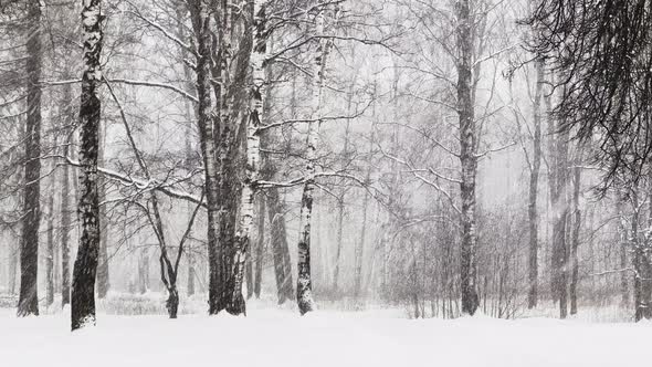Heavy Snowfall in a Wild Park Large Flakes of Snow are Slowly Falling People are Walking in the alt