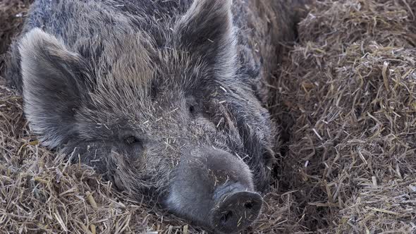 Wild boar (Sus scrofa) resting on a straw