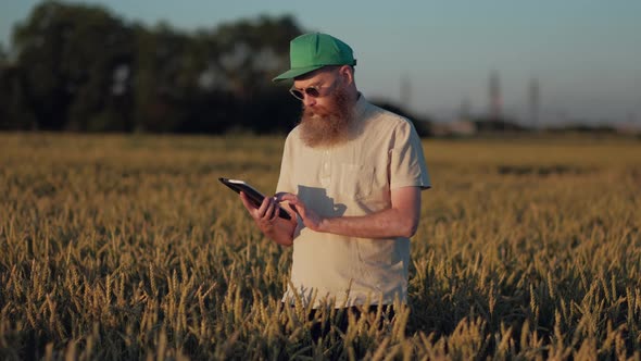 Senior Agronomist Walking in Wheat Field and Using a Digital Tablet For Business alt