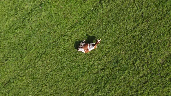 Aerial TopDown View Of Cow