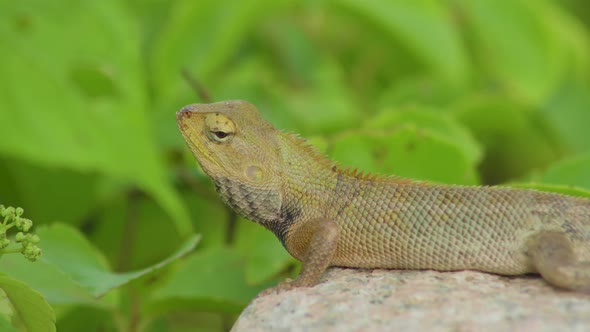Changeable Lizard Close Up Side View [4K] alt