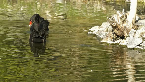 Black Swan On Lake