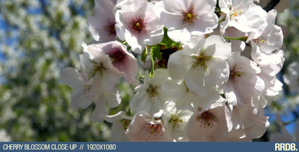 Cherry Blossom Close-Up