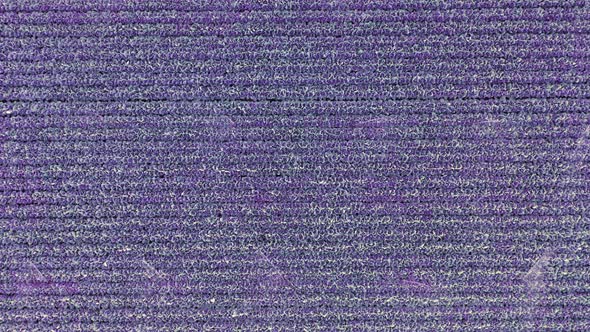 Top Down Drone View Over Graphic Horizontal Rows of Purple Farm Field alt