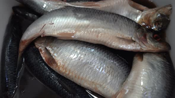 Close-Up Zoom in View of Salted Pacific Herring Fish