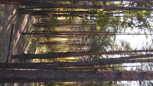 Vertical Video of Trees in the Forest in Autumn alt