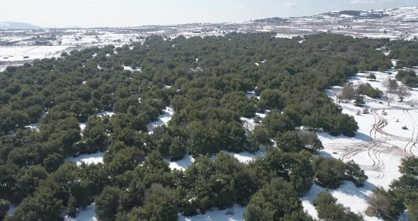 Aerial view of trees in a field covered in winter, Golan Heights, Israel. alt