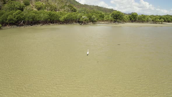 Aerial, Low Tide And Huge Sand Ocean Bed, Mangroves Growing And A White Egret Hunting