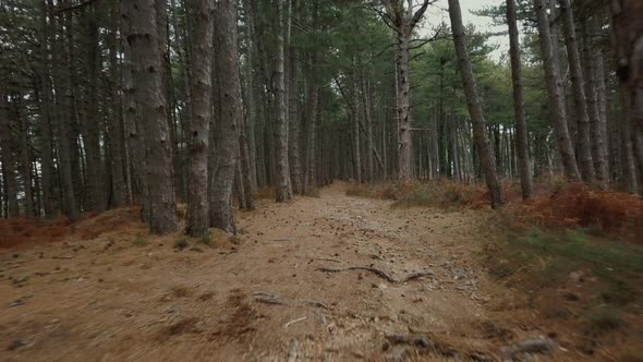 Flying through pine trees. Aerial drone gliding shot of a sunny forest park. alt