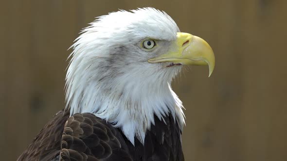 Close up of a Bald Eagle alt
