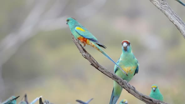 Slow Motion Shot of an Aggresive Australian Ringneck Parrot Chasing a Parrot alt