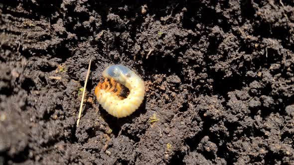 Close Up of Chafer Beetle Larvae Grubs in the Soil alt