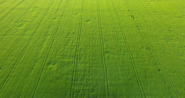Green Field From a Height