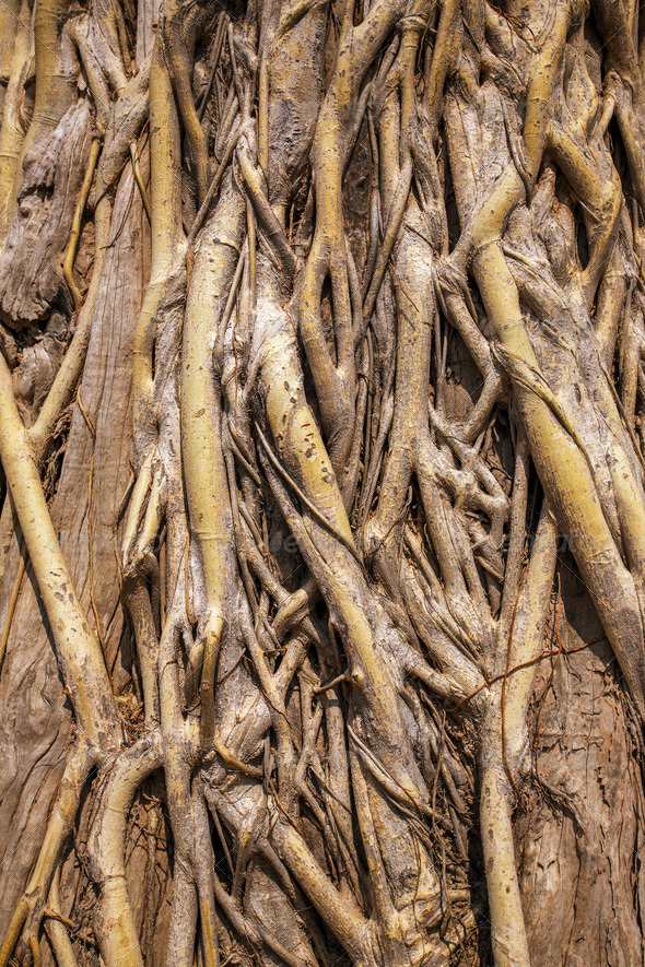 Tree roots close-up