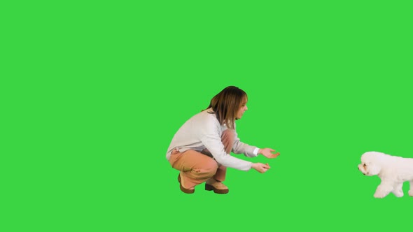 Charming Girl Playing and Hugging with Her Bichon Frise on a Green Screen Chroma Key