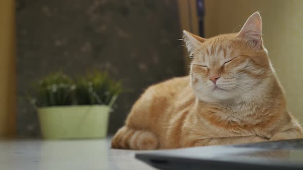Handsome Ginger Cat Napping on the Table Next to the Laptop