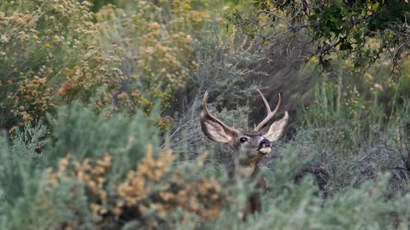 Mule Deer Buck looking alarmed through the bushes alt