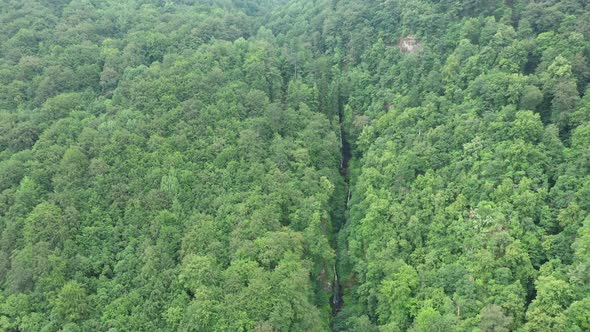 Waterfall in Thick Green Forest
