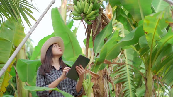 Young woman farmer monitoring orchard and sends data to the cloud from the tablet