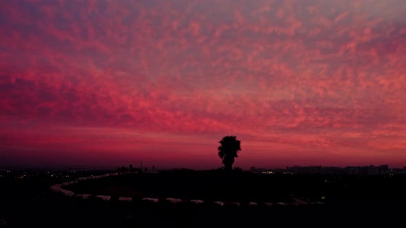 Golden sunset, red sky circling a palm tree