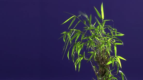 Ground Plant With Blue Screen Background