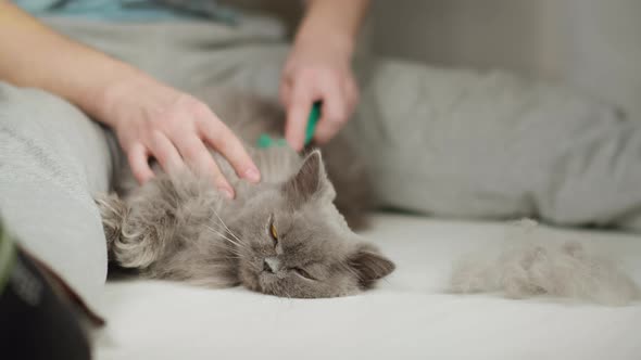 A Man Sitting on the Floor Combing a British Cat Lying Between His Legs alt