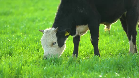 Cows in Field Grazing on Grass and Pasture in Australia on a Farming Ranch alt