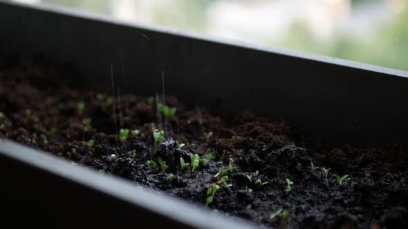 Balcony garden watering. Container garden