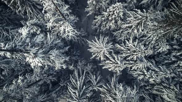 Moody Winter Nature Aerial Background Of Snowy Trees