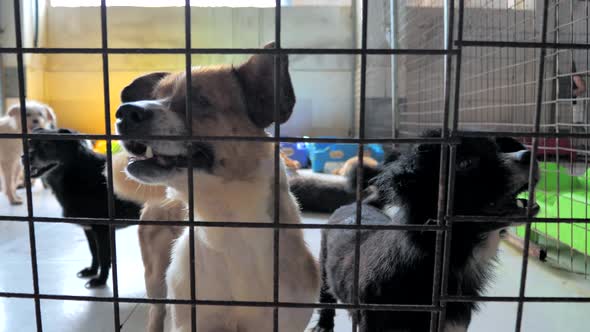 Unwanted and Homeless Dogs of Different Breeds Behind Fence Barking in Animal Shelter alt