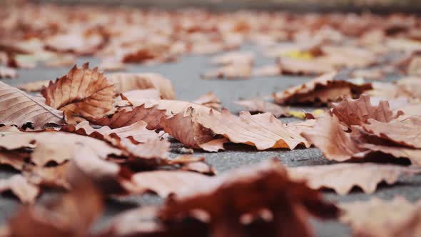 Yellow Oak Leaves Fall on the Asphalt