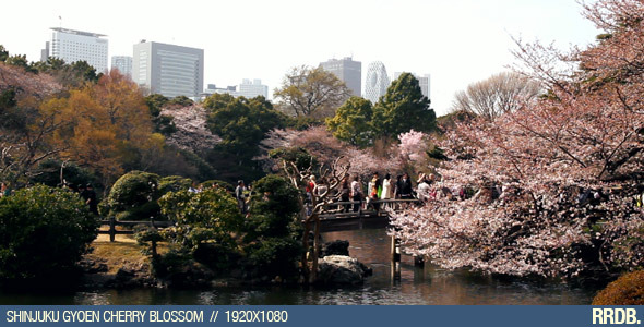 Shinjuku Gyoen Cherry Blossom