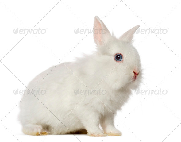 White Rabbit, isolated on white - Stock Photo - Images