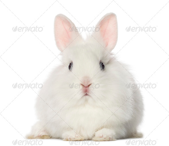 White Rabbit, isolated on white - Stock Photo - Images