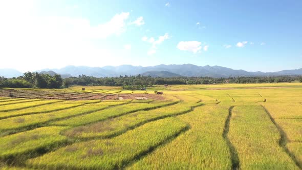 Flying Above Rice Fields