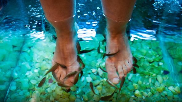 Feet Spa Treatment With Fish alt