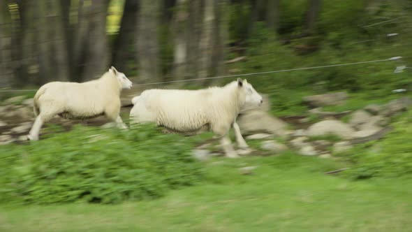 Two Sheep Run Fast in a Green Field By Bushes, Trees and Rocks