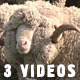 Sheep - VideoHive Item for Sale