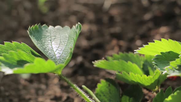 Strawberry plant in the garden close up slide shot. Strawberry stalks in the garden