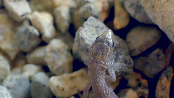 Macro shot of a tiny wild baby lizard looking anding around on small gravel rocks. alt