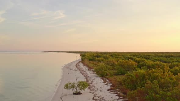 White Sand  and Green Plants alt