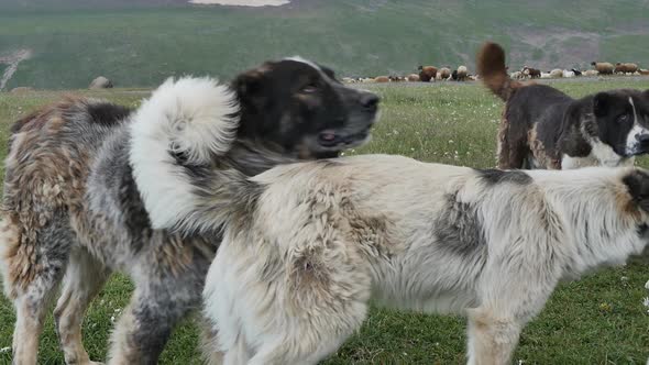 Large Shaggy Dogs Grazing Cattle in the Mountains