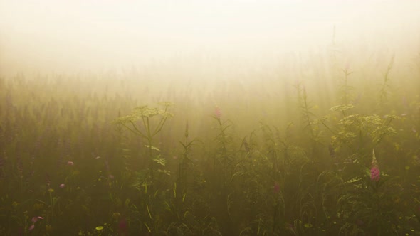 Wild Field Flowers in Deep Fog alt